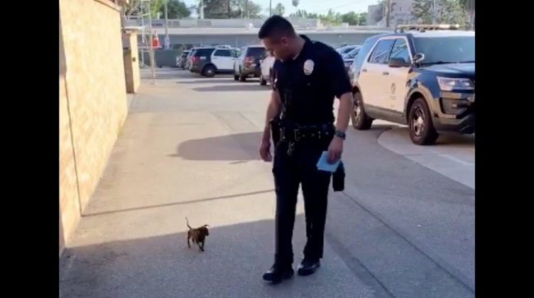 Abandoned Stray Dog Chases Police Officer Along The Street, Hangs On ...